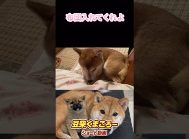 俺も入れろよ！　#柴犬 　#くまころー　#ポイポイポー君三世　#犬好きと繋がりたい