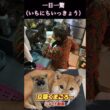 豆柴飼い主　#柴犬 　#くまころー　#ポイポイポー君三世　#犬好きと繋がりたい