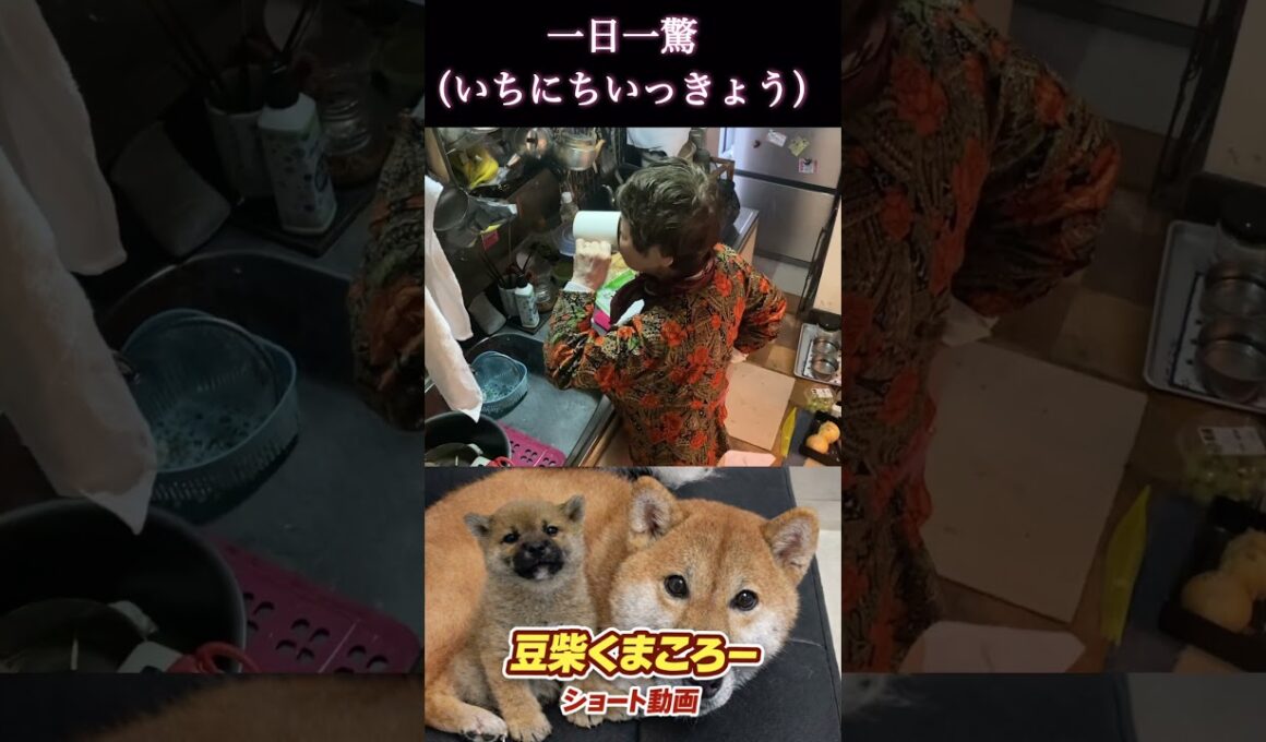 豆柴飼い主　#柴犬 　#くまころー　#ポイポイポー君三世　#犬好きと繋がりたい