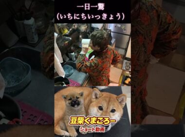 豆柴飼い主　#柴犬 　#くまころー　#ポイポイポー君三世　#犬好きと繋がりたい