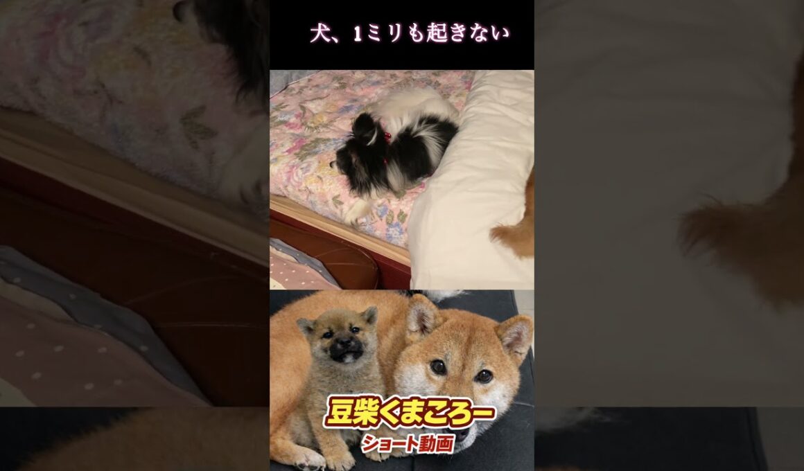 全力で歌ってるのに…最後まで爆睡の柴犬