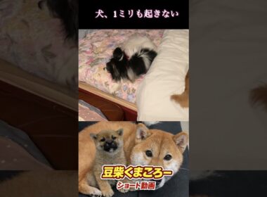 全力で歌ってるのに…最後まで爆睡の柴犬