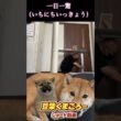 豆柴飼い主　#柴犬 　#くまころー　#ポイポイポー君三世　#犬好きと繋がりたい