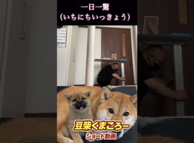 豆柴飼い主　#柴犬 　#くまころー　#ポイポイポー君三世　#犬好きと繋がりたい