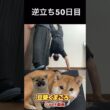#柴犬 　#くまころー　#ポイポイポー君三世　#犬好きと繋がりたい