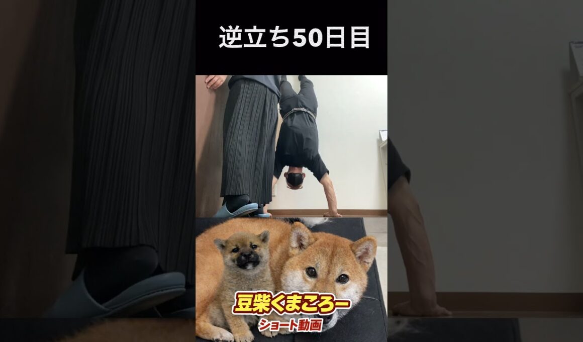 #柴犬 　#くまころー　#ポイポイポー君三世　#犬好きと繋がりたい