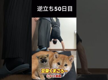 #柴犬 　#くまころー　#ポイポイポー君三世　#犬好きと繋がりたい
