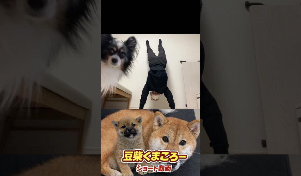 #柴犬 　#くまころー　#ポイポイポー君三世　#犬好きと繋がりたい
