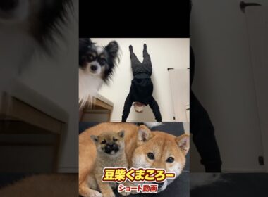 #柴犬 　#くまころー　#ポイポイポー君三世　#犬好きと繋がりたい