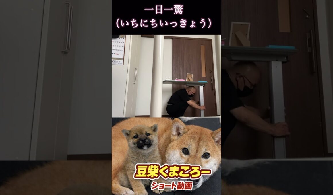 豆柴飼い主　#柴犬 　#くまころー　#ポイポイポー君三世　#犬好きと繋がりたい