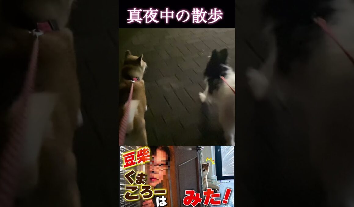 真っ暗だよ　#柴犬 　#くまころー　#ポイポイポー君三世　#犬好きと繋がりたい