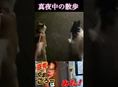 真っ暗だよ　#柴犬 　#くまころー　#ポイポイポー君三世　#犬好きと繋がりたい