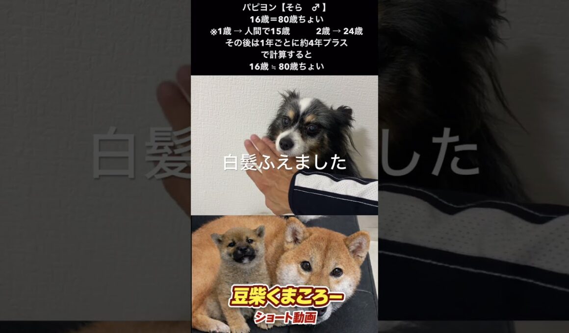 パピヨン16年間一緒にいくれてありがとう！