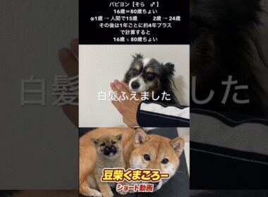パピヨン16年間一緒にいくれてありがとう！