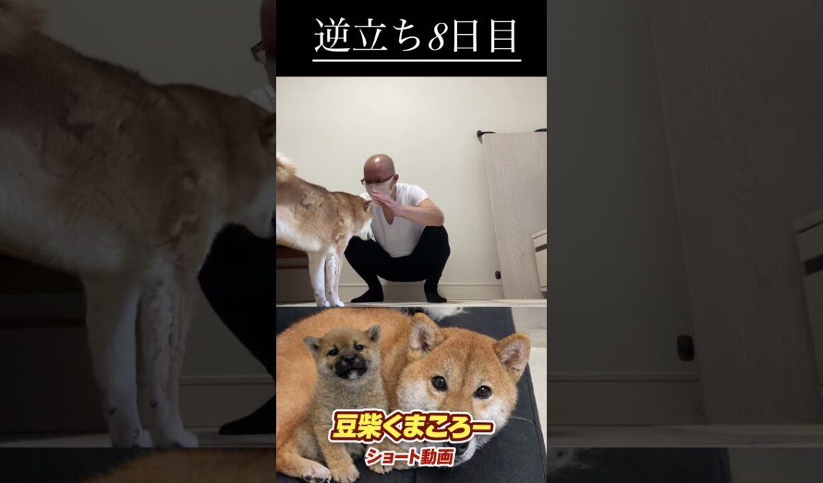 #柴犬 　#くまころー　#ポイポイポー君三世　#犬好きと繋がりたい