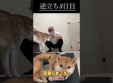 #柴犬 　#くまころー　#ポイポイポー君三世　#犬好きと繋がりたい