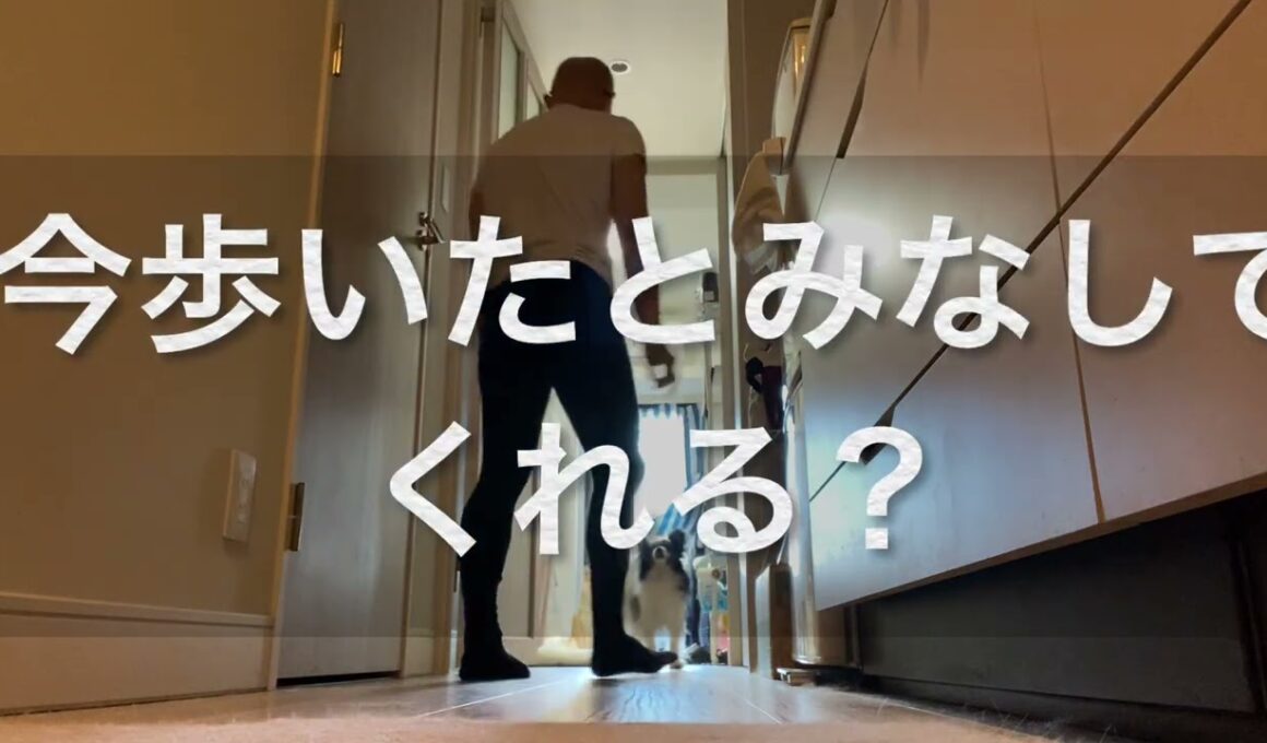 #柴犬 　#くまころー　#ポイポイポー君三世　#犬好きと繋がりたい