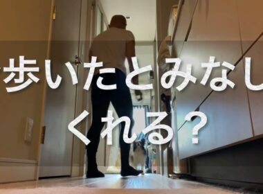 #柴犬 　#くまころー　#ポイポイポー君三世　#犬好きと繋がりたい