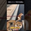 #柴犬 　#くまころー　#ポイポイポー君三世　#犬好きと繋がりたい