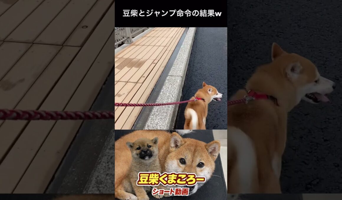 #柴犬 　#くまころー　#ポイポイポー君三世　#犬好きと繋がりたい