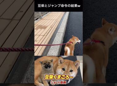 #柴犬 　#くまころー　#ポイポイポー君三世　#犬好きと繋がりたい