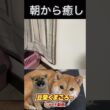 #柴犬 　#くまころー　#ポイポイポー君三世　#犬好きと繋がりたい