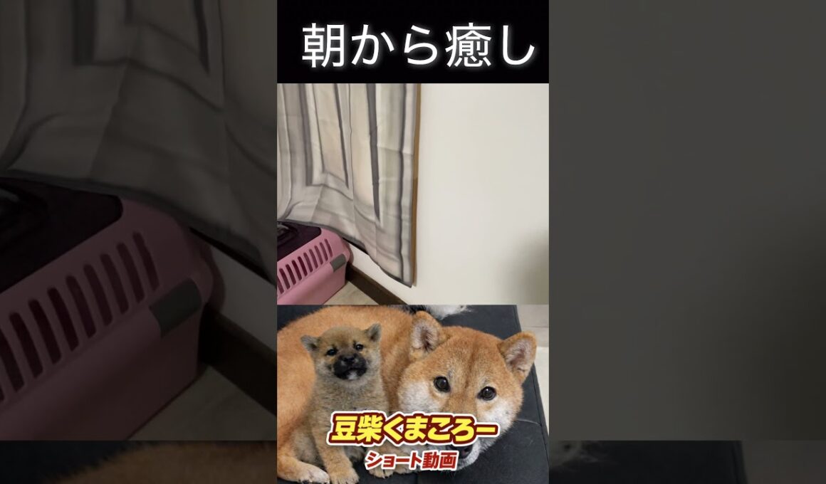 #柴犬 　#くまころー　#ポイポイポー君三世　#犬好きと繋がりたい