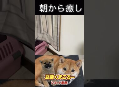 #柴犬 　#くまころー　#ポイポイポー君三世　#犬好きと繋がりたい