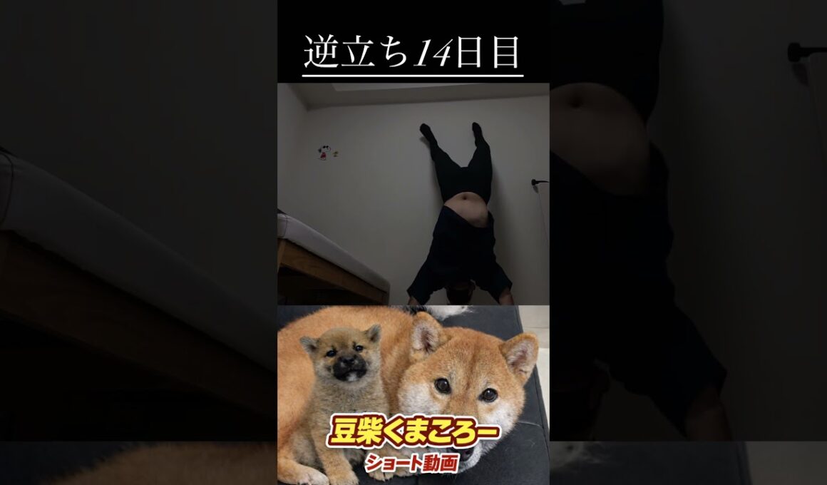 #柴犬 　#くまころー　#ポイポイポー君三世　#犬好きと繋がりたい
