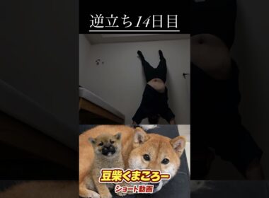 #柴犬 　#くまころー　#ポイポイポー君三世　#犬好きと繋がりたい