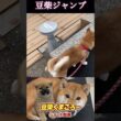 #柴犬 　#くまころー　#ポイポイポー君三世　#犬好きと繋がりたい