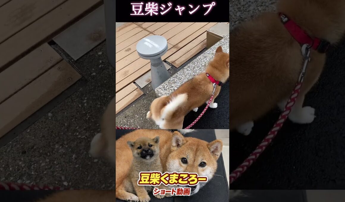 #柴犬 　#くまころー　#ポイポイポー君三世　#犬好きと繋がりたい