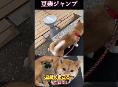 #柴犬 　#くまころー　#ポイポイポー君三世　#犬好きと繋がりたい