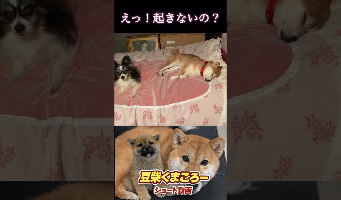 #柴犬 　#くまころー　#ポイポイポー君三世　#犬好きと繋がりたい