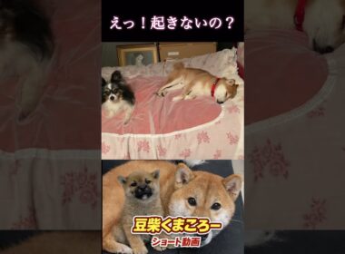 #柴犬 　#くまころー　#ポイポイポー君三世　#犬好きと繋がりたい