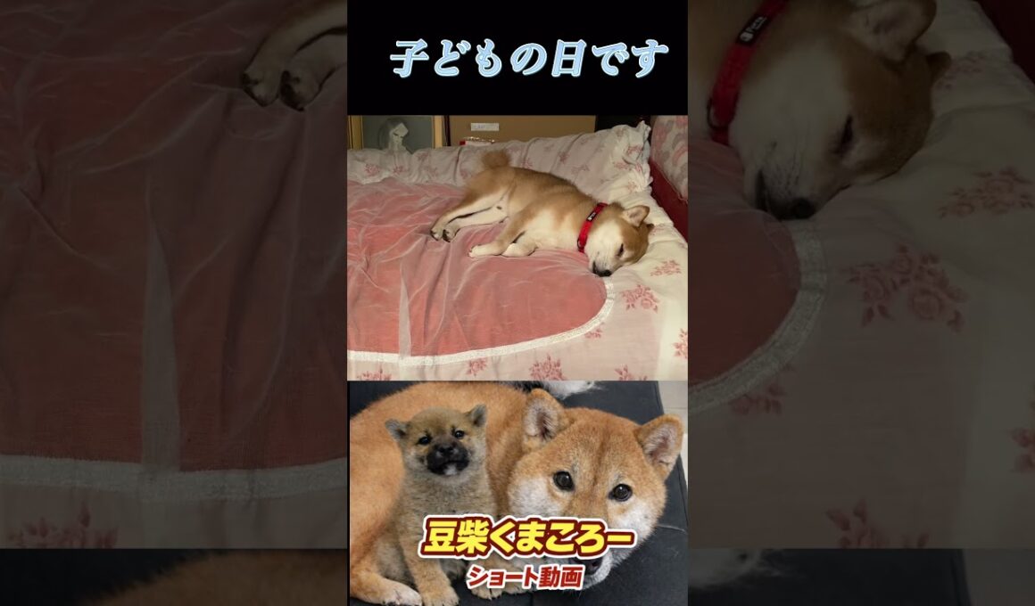 #柴犬 　#くまころー　#ポイポイポー君三世　#犬好きと繋がりたい