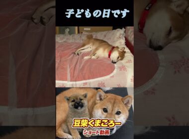 #柴犬 　#くまころー　#ポイポイポー君三世　#犬好きと繋がりたい