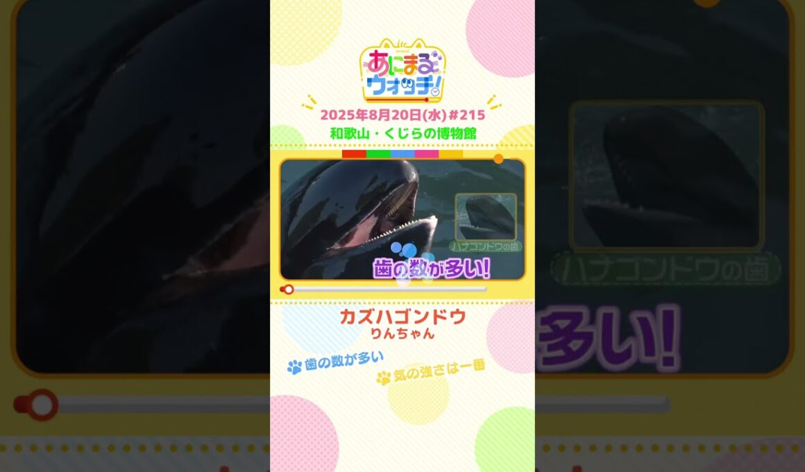 気の強さは一番！「カズハゴンドウ」　和歌山「くじらの博物館」　#shorts #読売テレビニュース #すまたん #あにまるウォッチ #動物