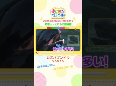 気の強さは一番！「カズハゴンドウ」　和歌山「くじらの博物館」　#shorts #読売テレビニュース #すまたん #あにまるウォッチ #動物