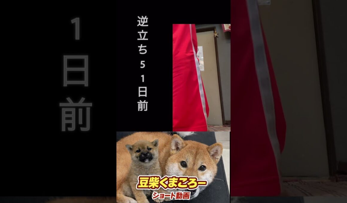 #柴犬 　#くまころー　#ポイポイポー君三世　#犬好きと繋がりたい
