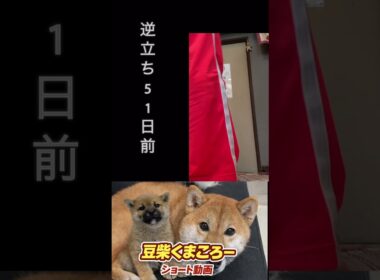 #柴犬 　#くまころー　#ポイポイポー君三世　#犬好きと繋がりたい