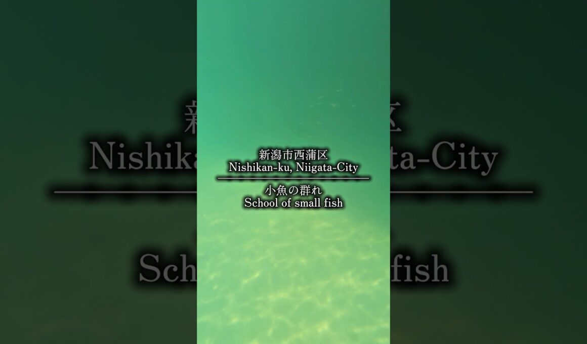 【小魚の群れの平和な時間 】#海 #シュノーケリング #新潟市西蒲区 #散歩 #自然 #癒し #shorts #おすすめ #nature #japan #sea #beach #snorkeling
