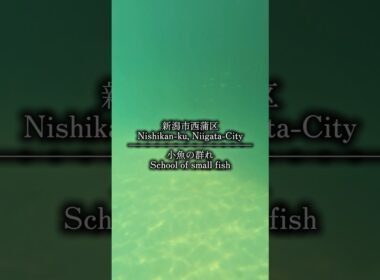 【小魚の群れの平和な時間 】#海 #シュノーケリング #新潟市西蒲区 #散歩 #自然 #癒し #shorts #おすすめ #nature #japan #sea #beach #snorkeling