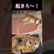 #柴犬 　#くまころー　#ポイポイポー君三世　#犬好きと繋がりたい