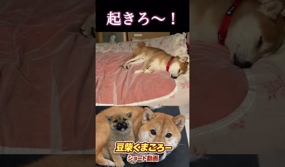 #柴犬 　#くまころー　#ポイポイポー君三世　#犬好きと繋がりたい