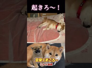 #柴犬 　#くまころー　#ポイポイポー君三世　#犬好きと繋がりたい