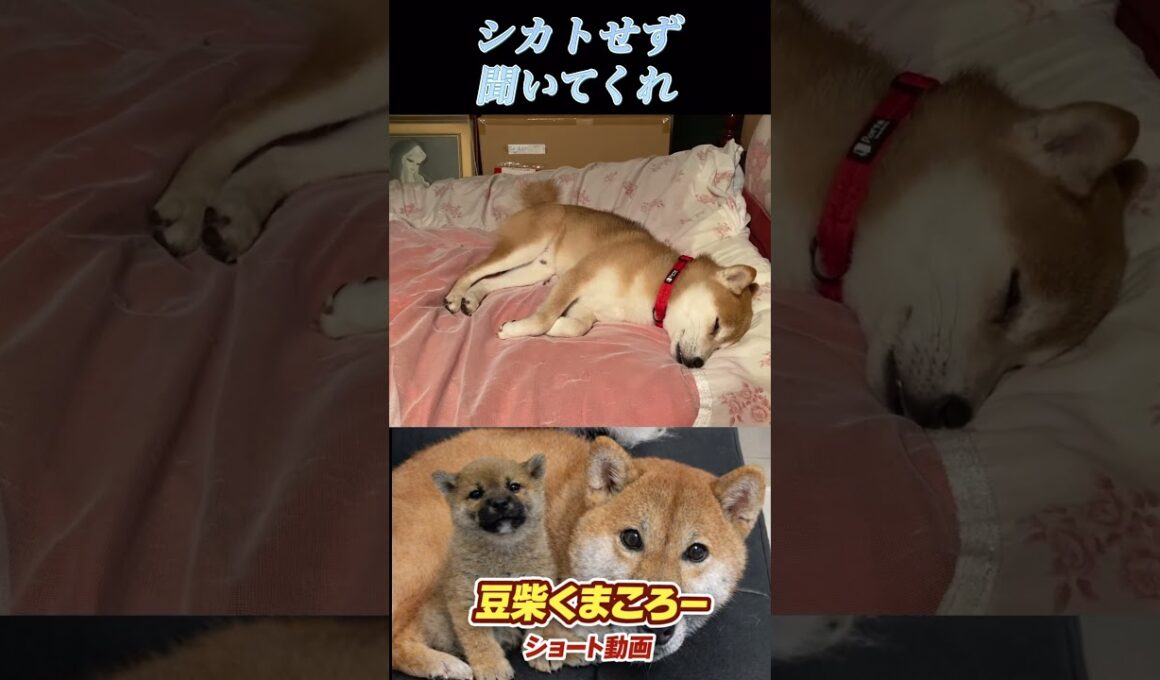 #柴犬 　#くまころー　#ポイポイポー君三世　#犬好きと繋がりたい
