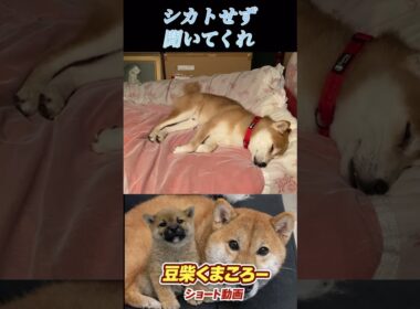 #柴犬 　#くまころー　#ポイポイポー君三世　#犬好きと繋がりたい