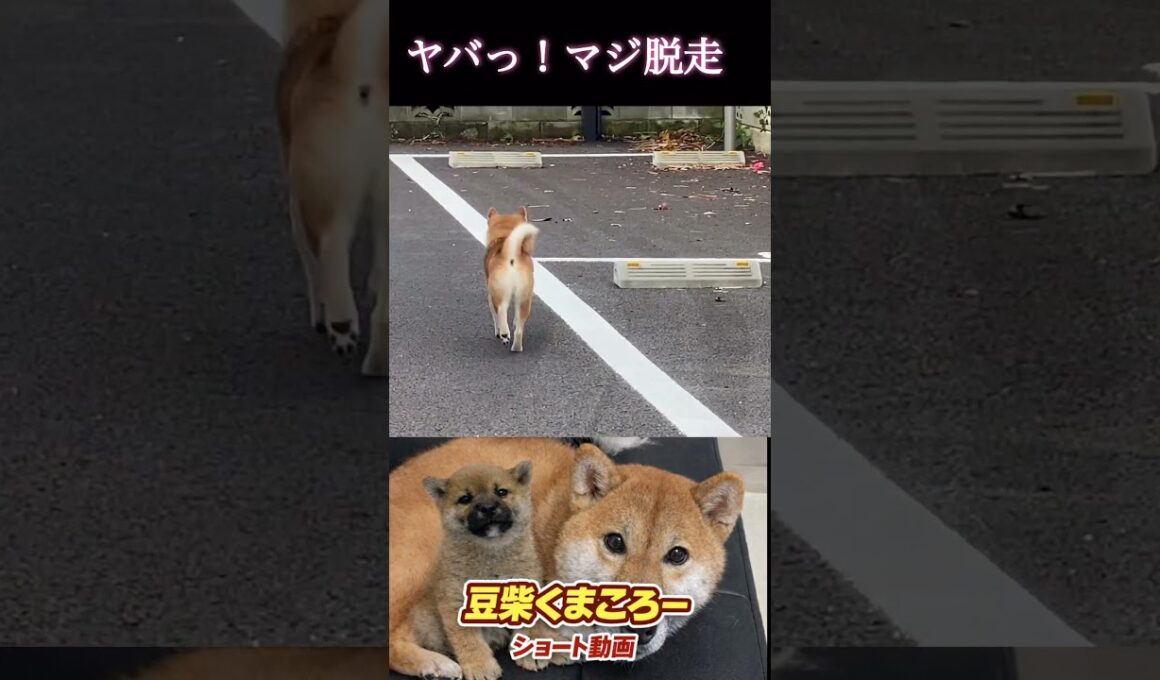 #マジヤバい　#柴犬 　#くまころー　#ポイポイポー君三世　#犬好きと繋がりたい