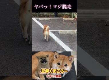 #マジヤバい　#柴犬 　#くまころー　#ポイポイポー君三世　#犬好きと繋がりたい